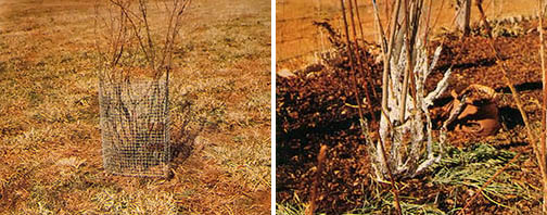 Trees and shrubs may be protected from rabbits by surrounding them with wire mesh or wrapping their trunks with aluminum foil.